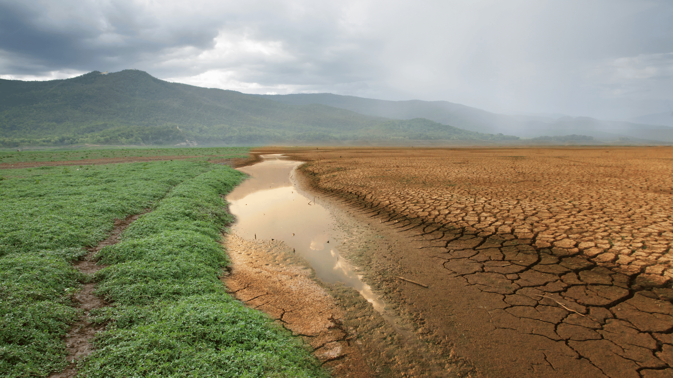 Desertificazione Terreni: una problematica ambientale da combattere
