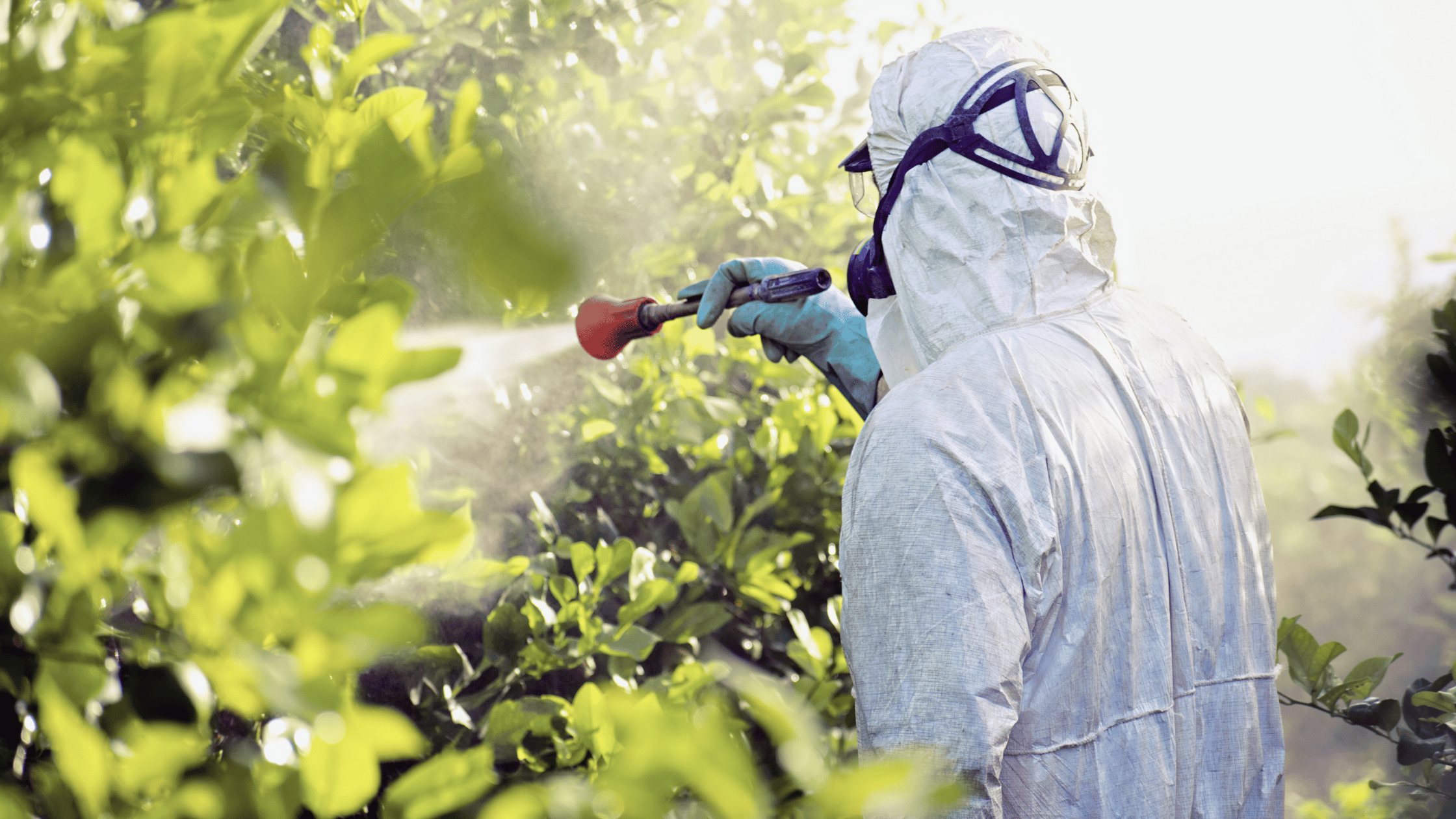 Pesticidi e Inquinamento: l’influenza sulla salute ambientale